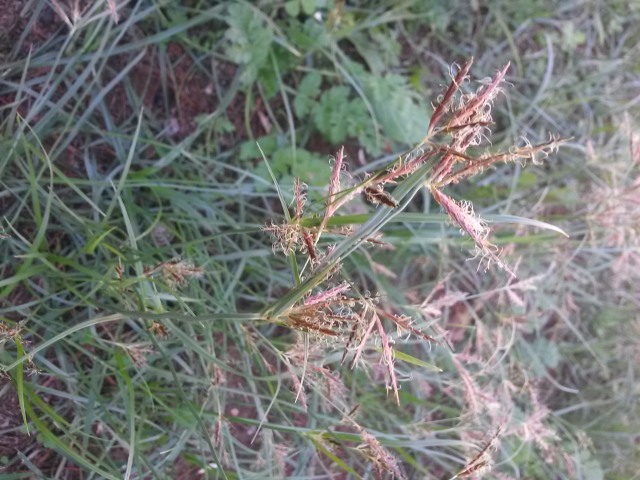 Cyperus rotundus